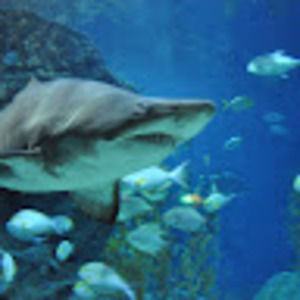 Meet your Posher, Helen